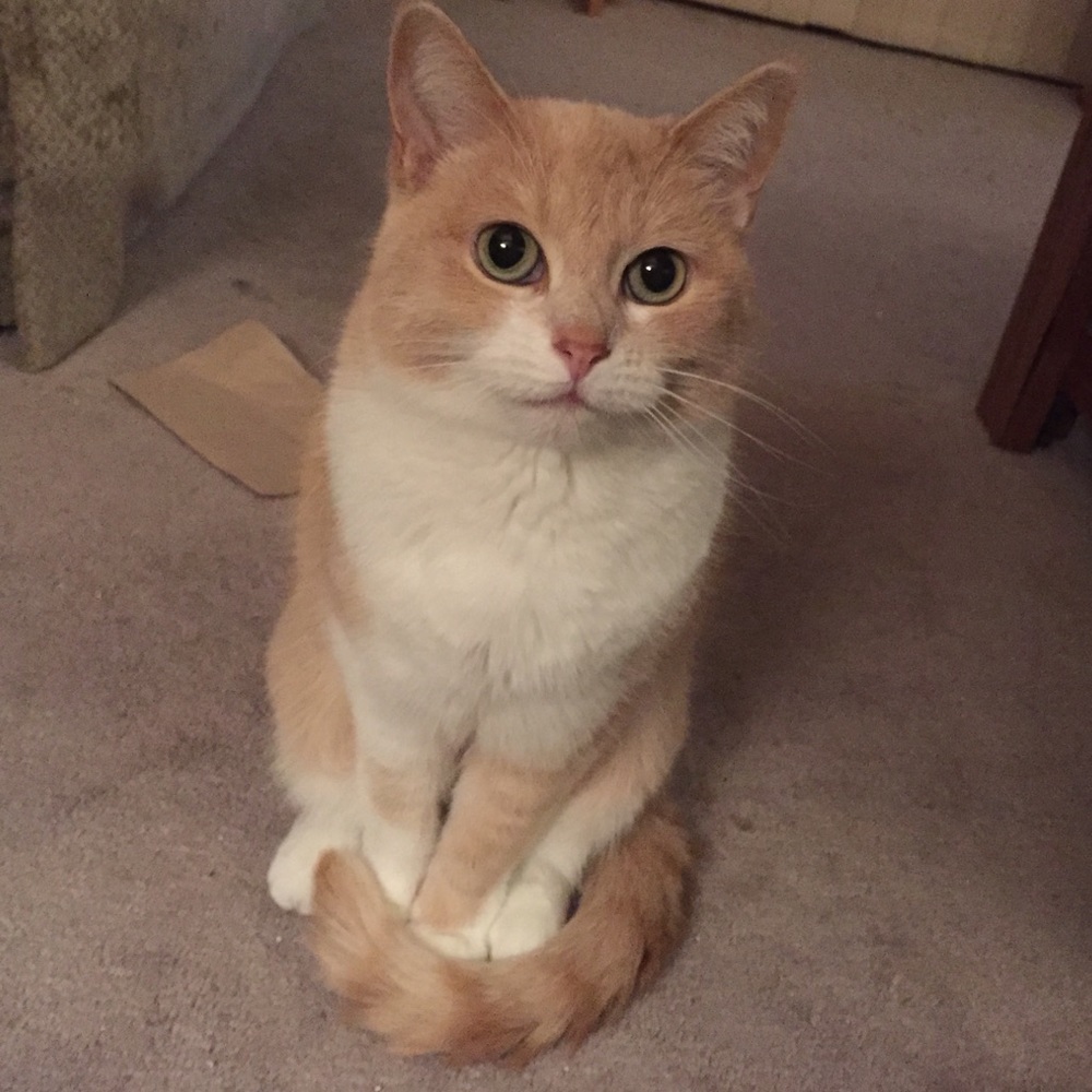 Meet your Posher, Effie